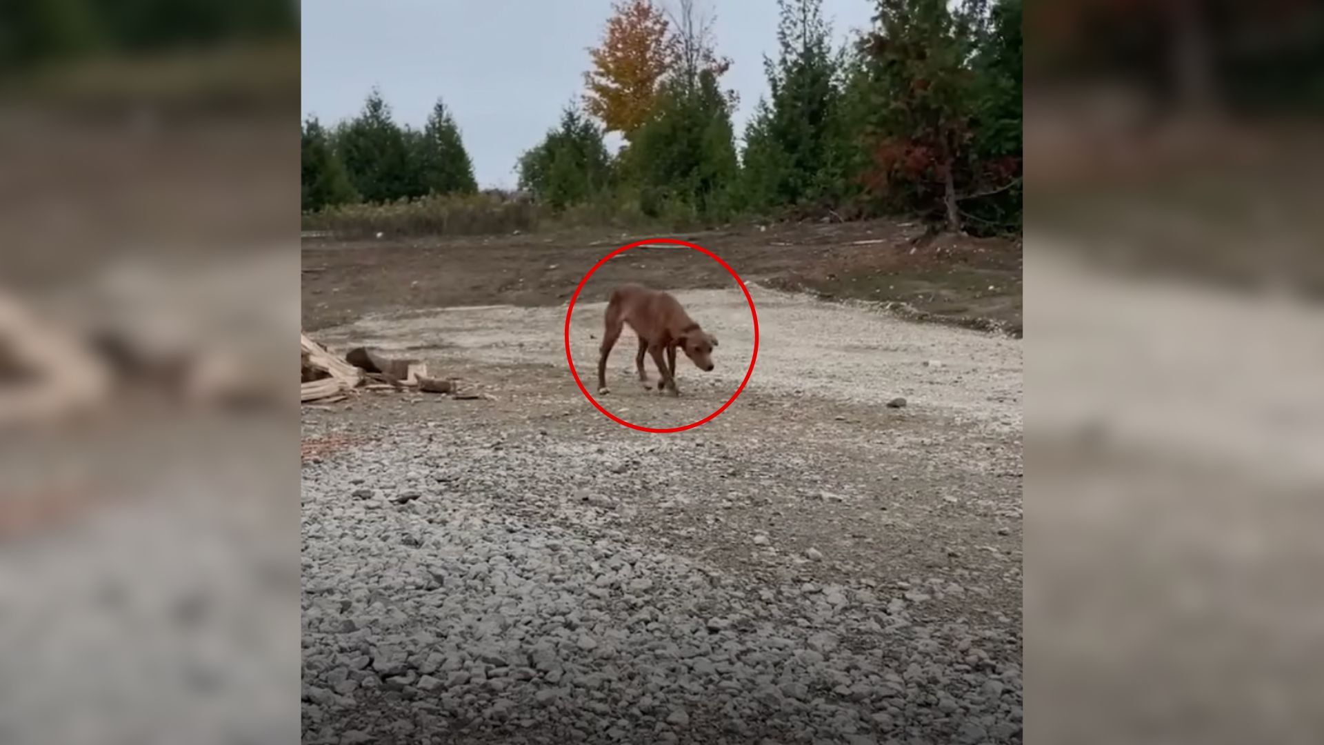 Woman Moves Into New House Only To Find A Hopeful Furry Stranger Looking For Kindness