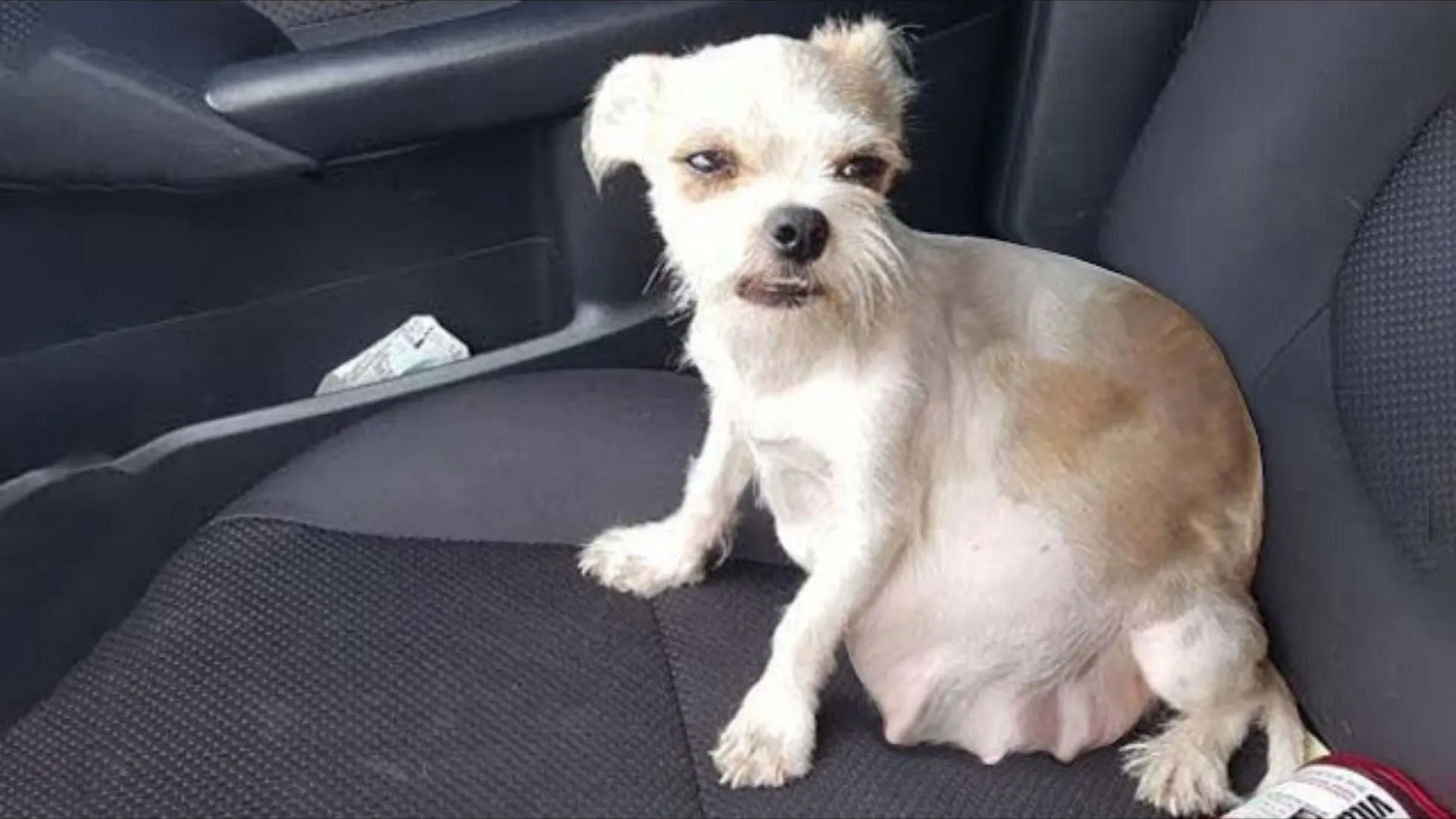 Abandoned Pup Saved From The Streets Shocks Rescuers With The Biggest Surprise