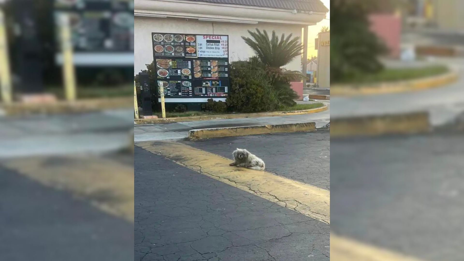 Overlooked Pup Spends Months In Front Of A Restaurant, Hoping Someone Will Give Him A Chance