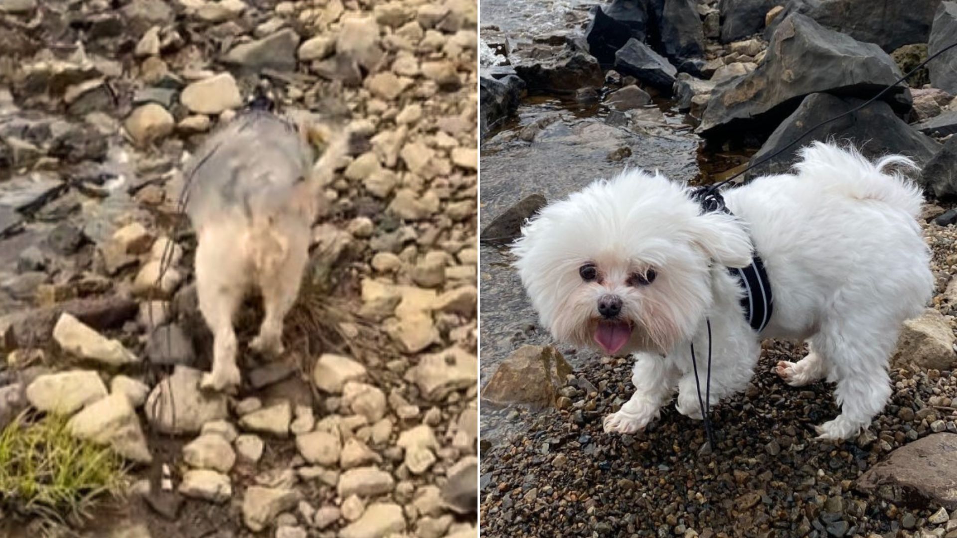 Dog Owner Hiking Makes Late Realization, She Forgot One Crucial Thing At Home