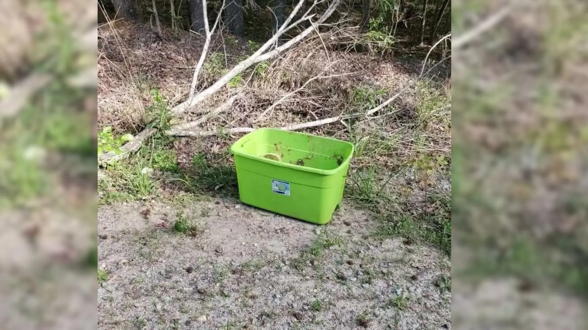 Passerby Startled By Shocking Contents Of A Small Green Box Found Deep In The Woods
