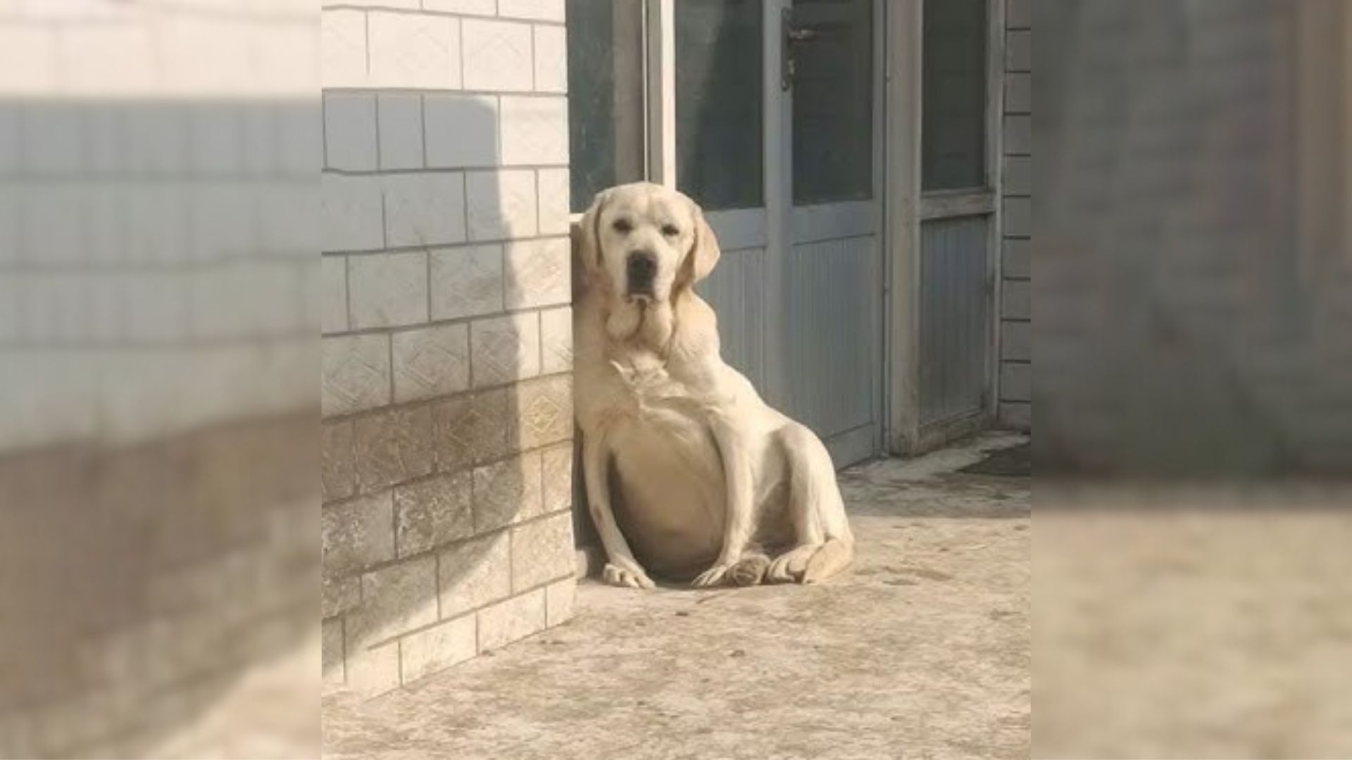 Good Person Rushes To Rescue A Sorrowful Pregnant Dog Who Kept Pleading Humans For Help