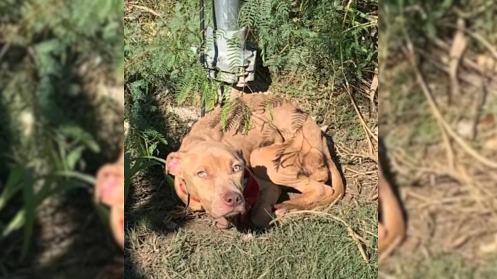 Abandoned Pup Left Tied To Pole In Remote Location Was On The Verge Of Losing All Hope
