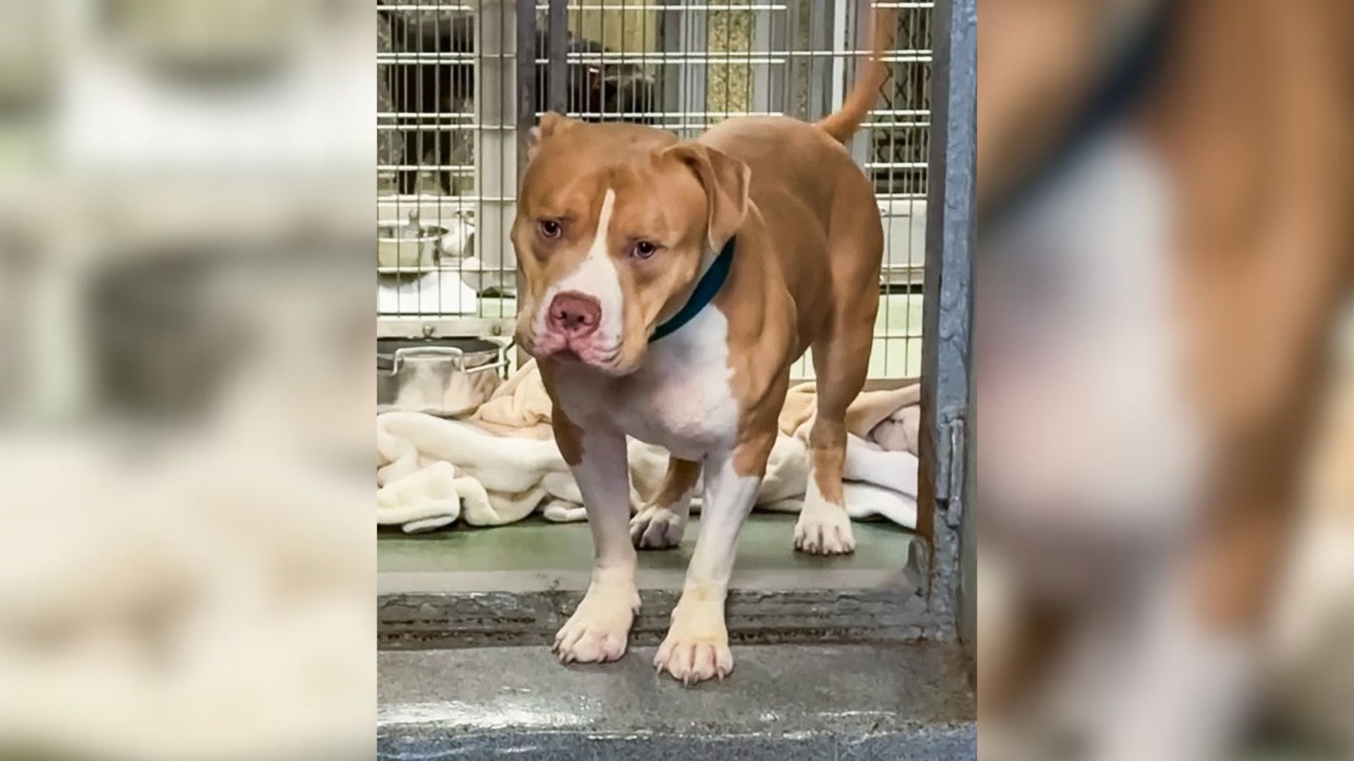An Affectionate Surrendered Pittie Hopes To Find Humans Who Will Give Him The Love He Deserves  