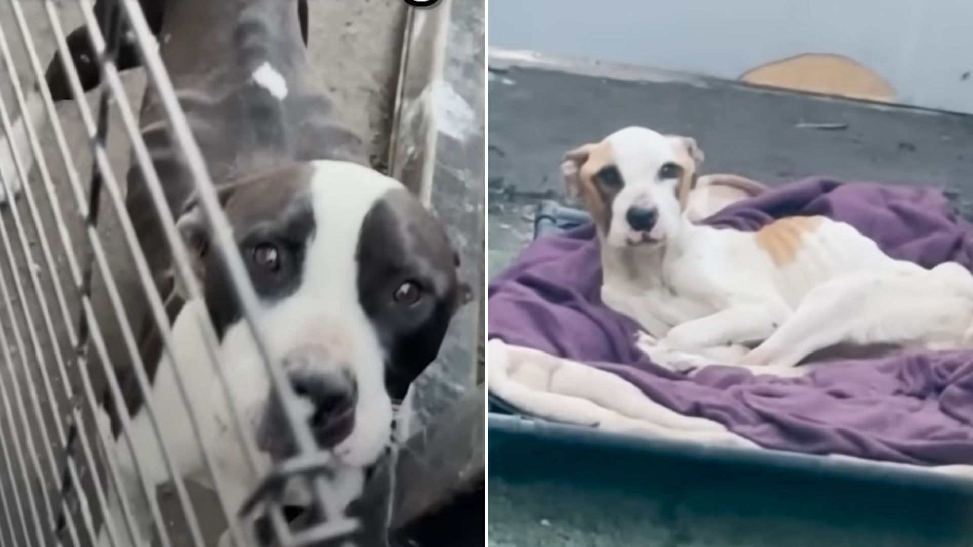 Two Starving Pitties Struggled To Survive After Being Cruelly Abandoned By Their Family