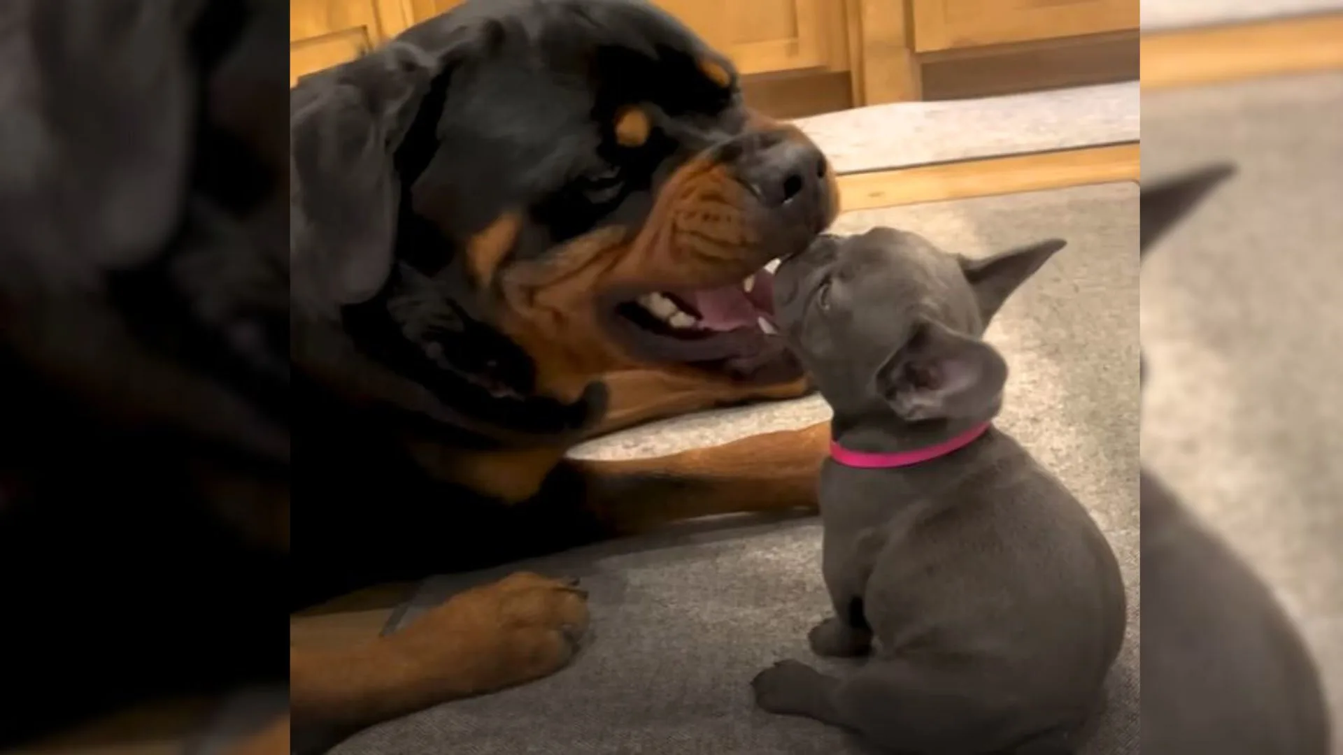 This Giant Rottweiler’s Hilarious Reaction To Meeting His Puppy Sibling Proves Rotties Are The Best