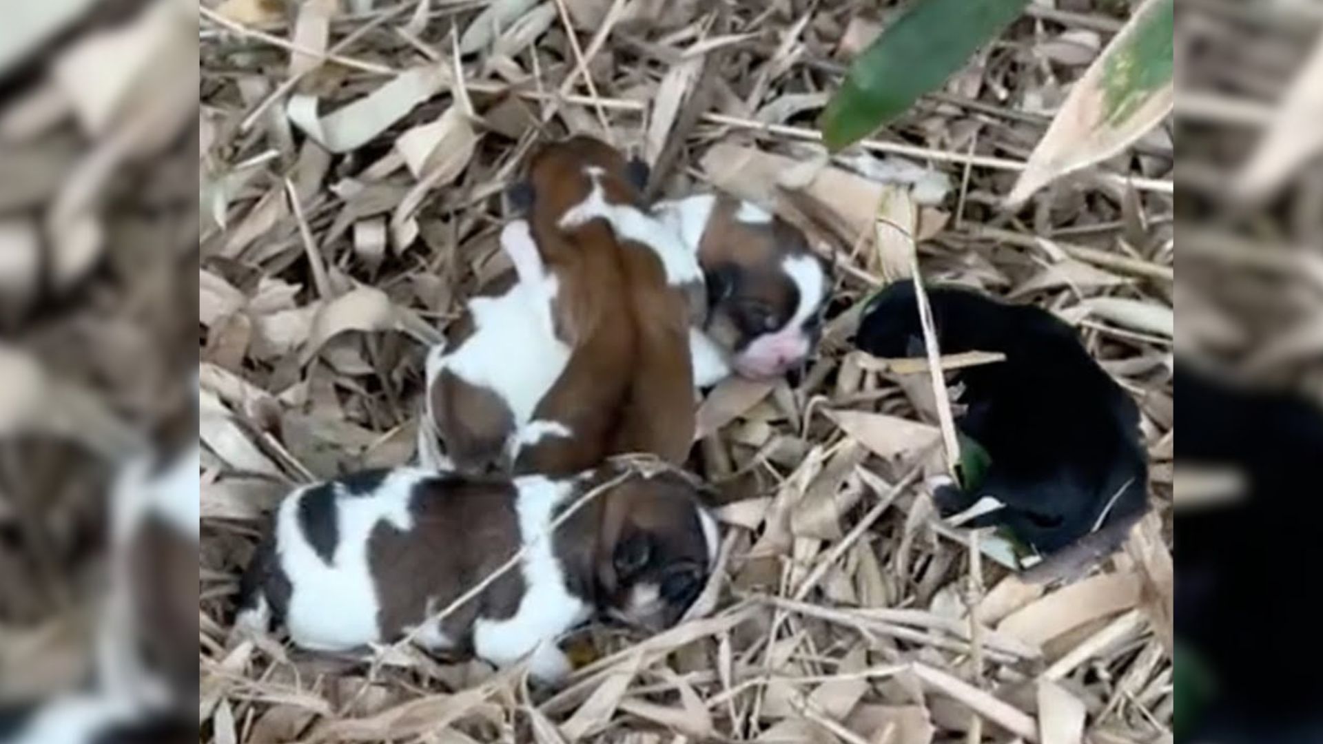 Helpless Newborn Pups Trembled In The Cold On A Pile Of Leaves, Until Kind Man Showed Up