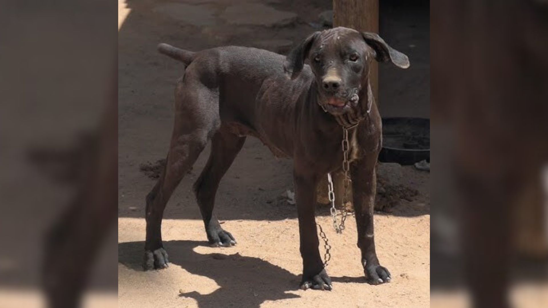 A Neglected Pup Who Was Chained Her Whole Life Melts With Love When She Meets Her New Mom