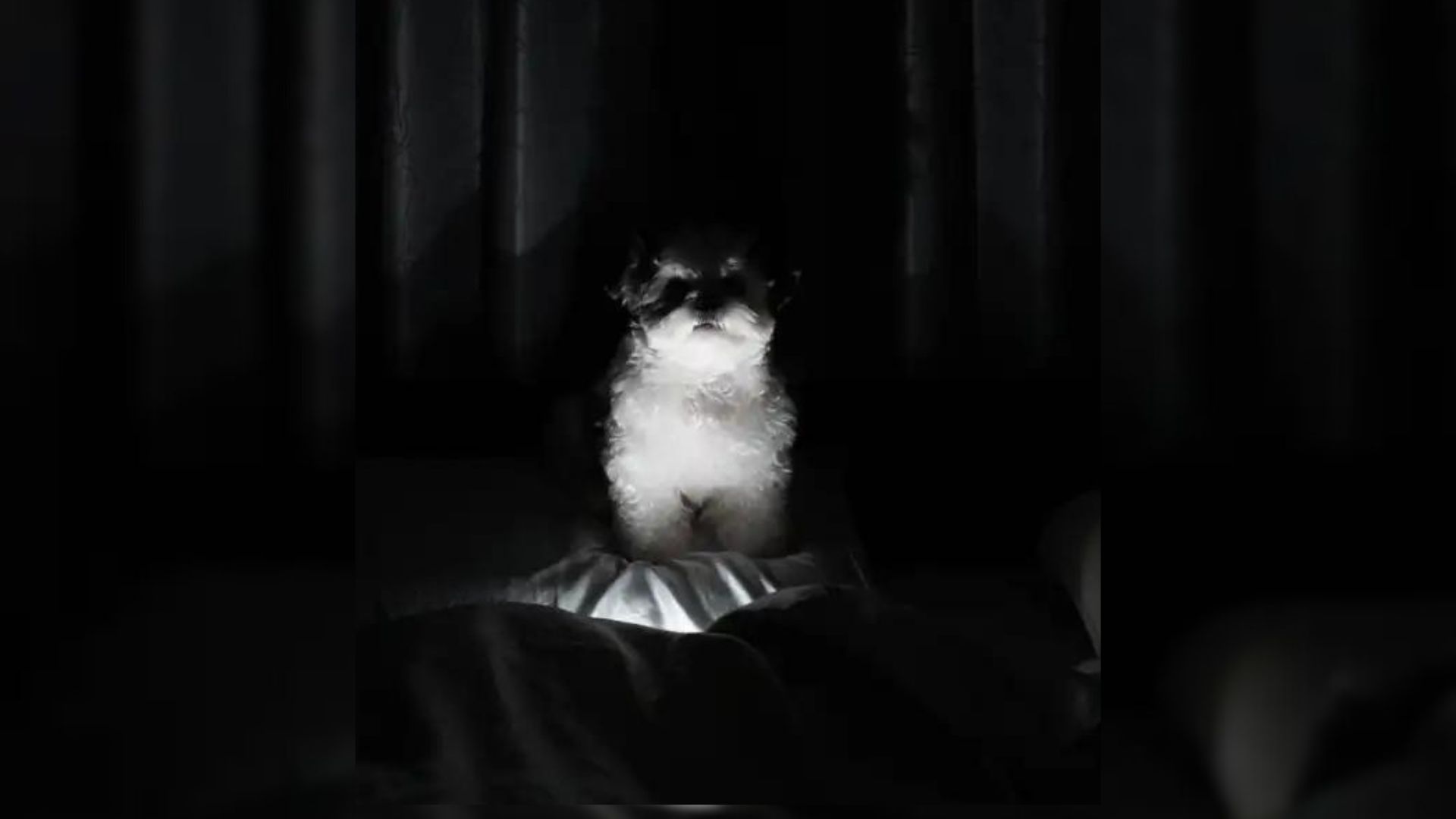 Woman Wakes Up At Night To Find A Shocking Glowing Creature Watching Her From The Top Of Her Bed