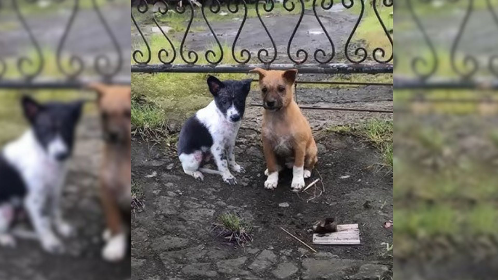 Scared Puppies Abandoned On The Street Had Only Each Other Until Kind Humans Showed Them Love
