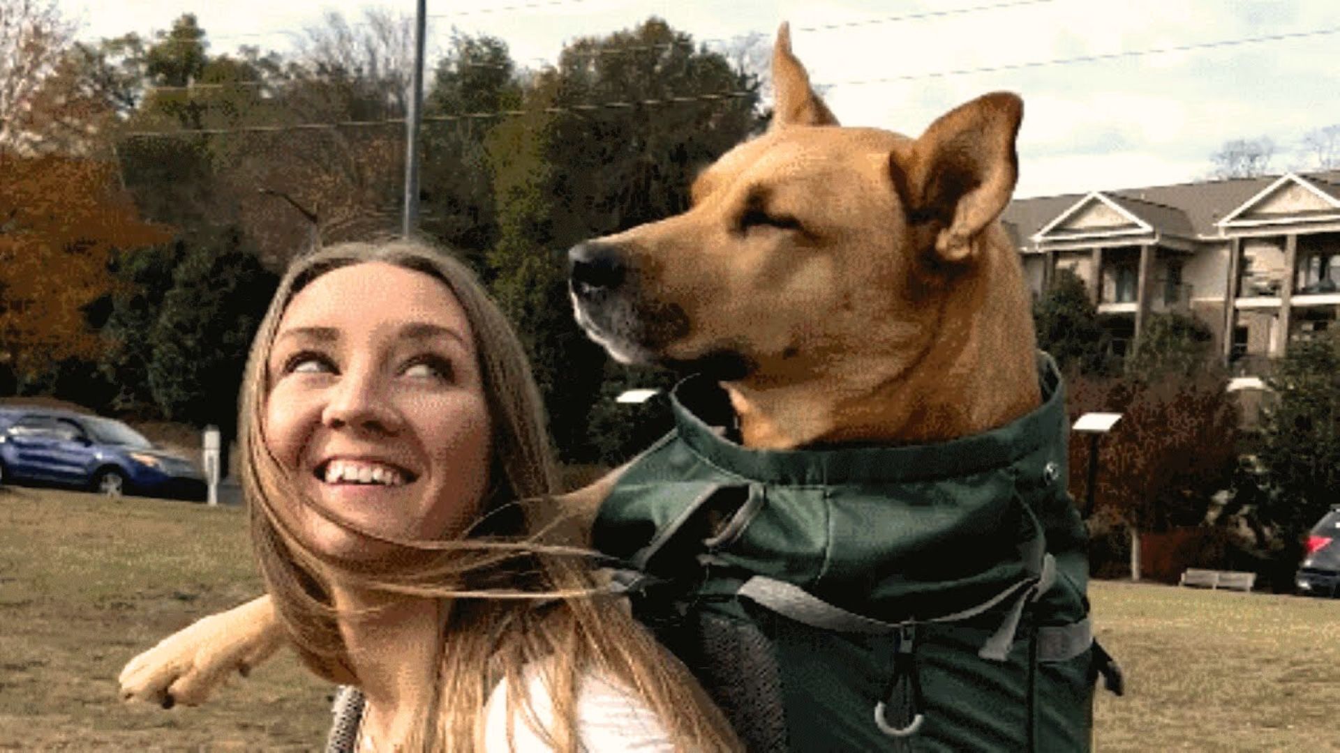 Woman Adopts Her Perfect Dog, But One Heartbreaking Vet Visit Changes Everything