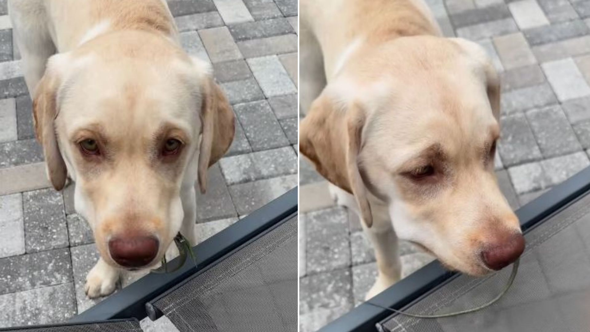 Owners Notice Something Unusual In Their Dog’s Mouth, Then Discover It’s Something Shocking