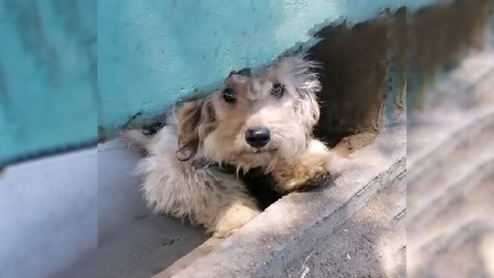 Scared Pregnant Pup Struggled In The Street And Begged For Help Until She Met An Amazing Human
