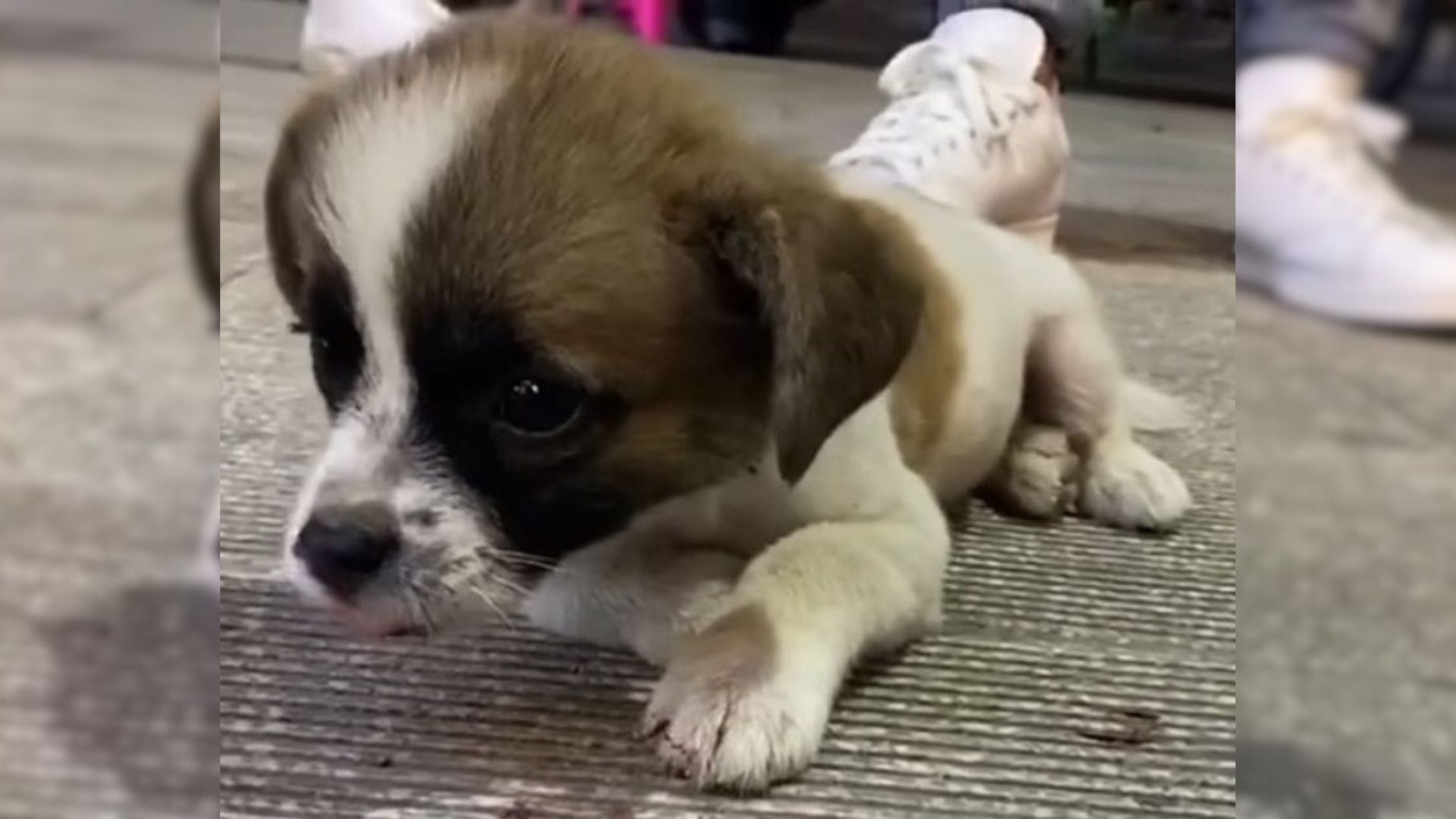 Severely Injured Tiny Pup Lies Motionless On The Road, Begging Passersby For Help After Car Accident