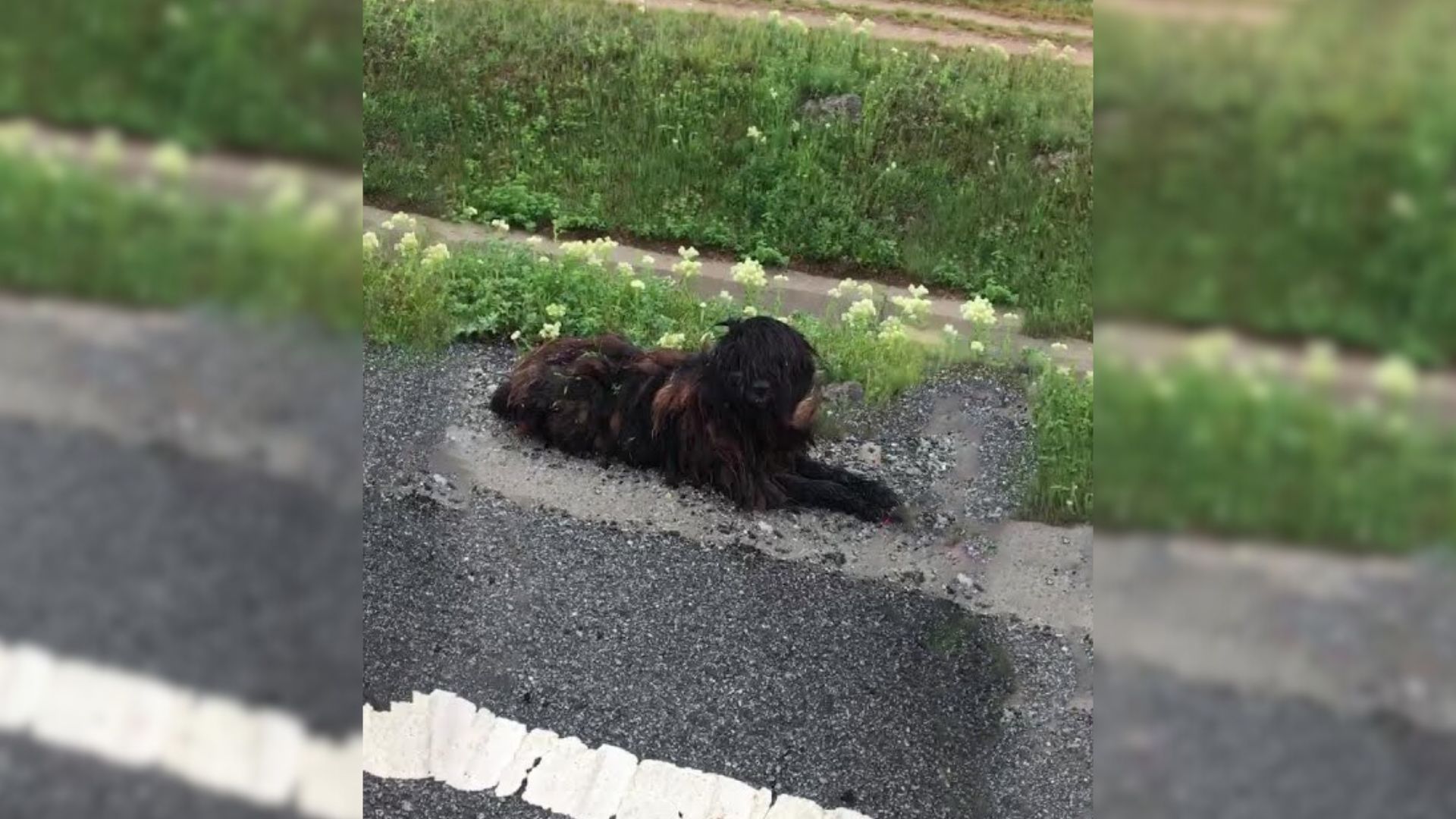 Group Of Rescuers Notice Dark Lump Of Fur By The Road, Only To Make A Shocking Realization