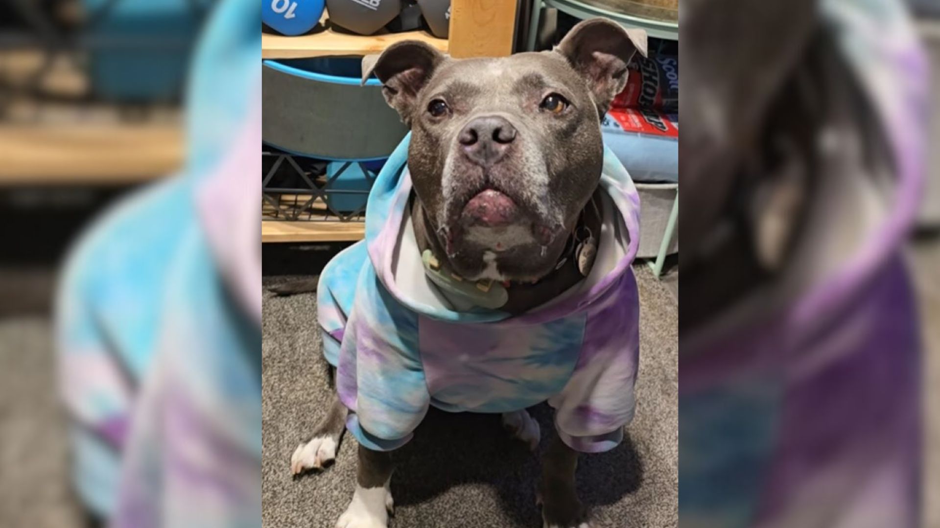 This Pup Was Abandoned Several Times, But Then She Met Someone Who Changed Everything
