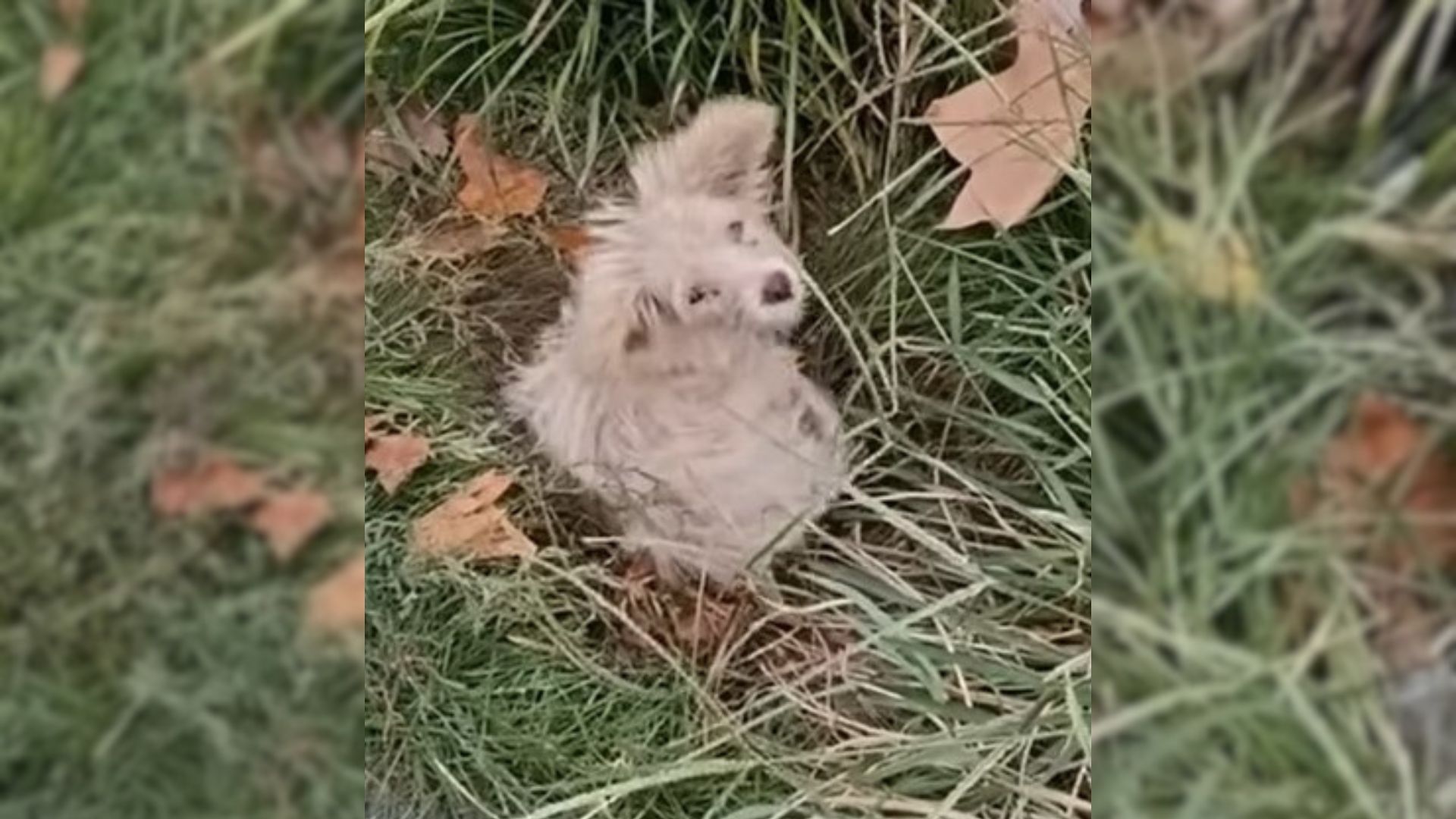 Humans Heartbroken To See A Tiny, Crying Pup Lying Helplessly Under A Tree In The Grass